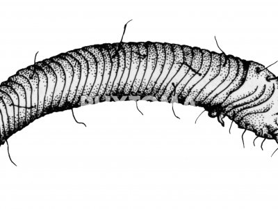 Aceria ficus